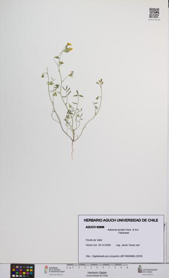 Adesmia tenella [Espécimen: UCH:AGUCH:0062896]