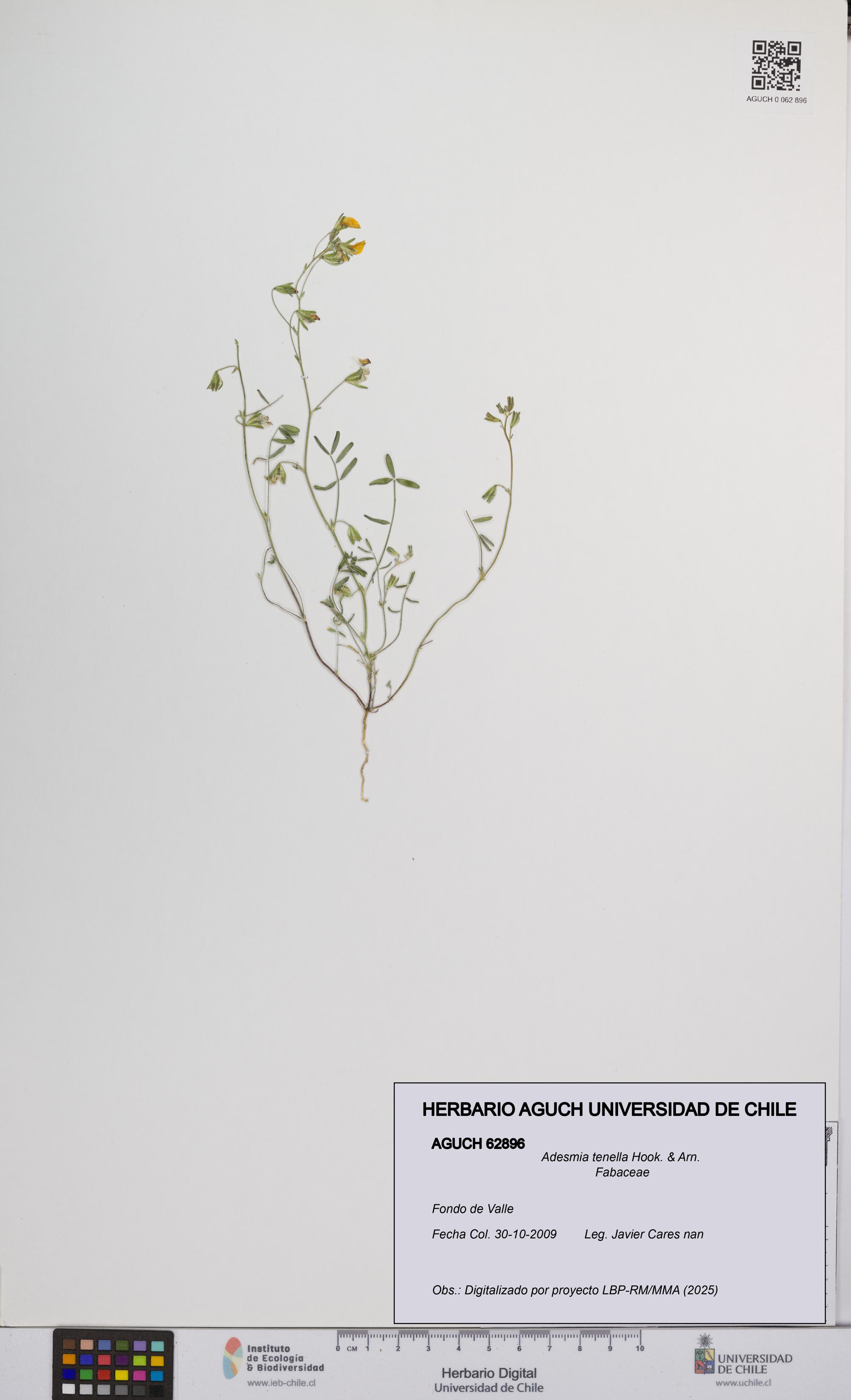 Adesmia tenella [Espécimen: UCH:AGUCH:0062896]