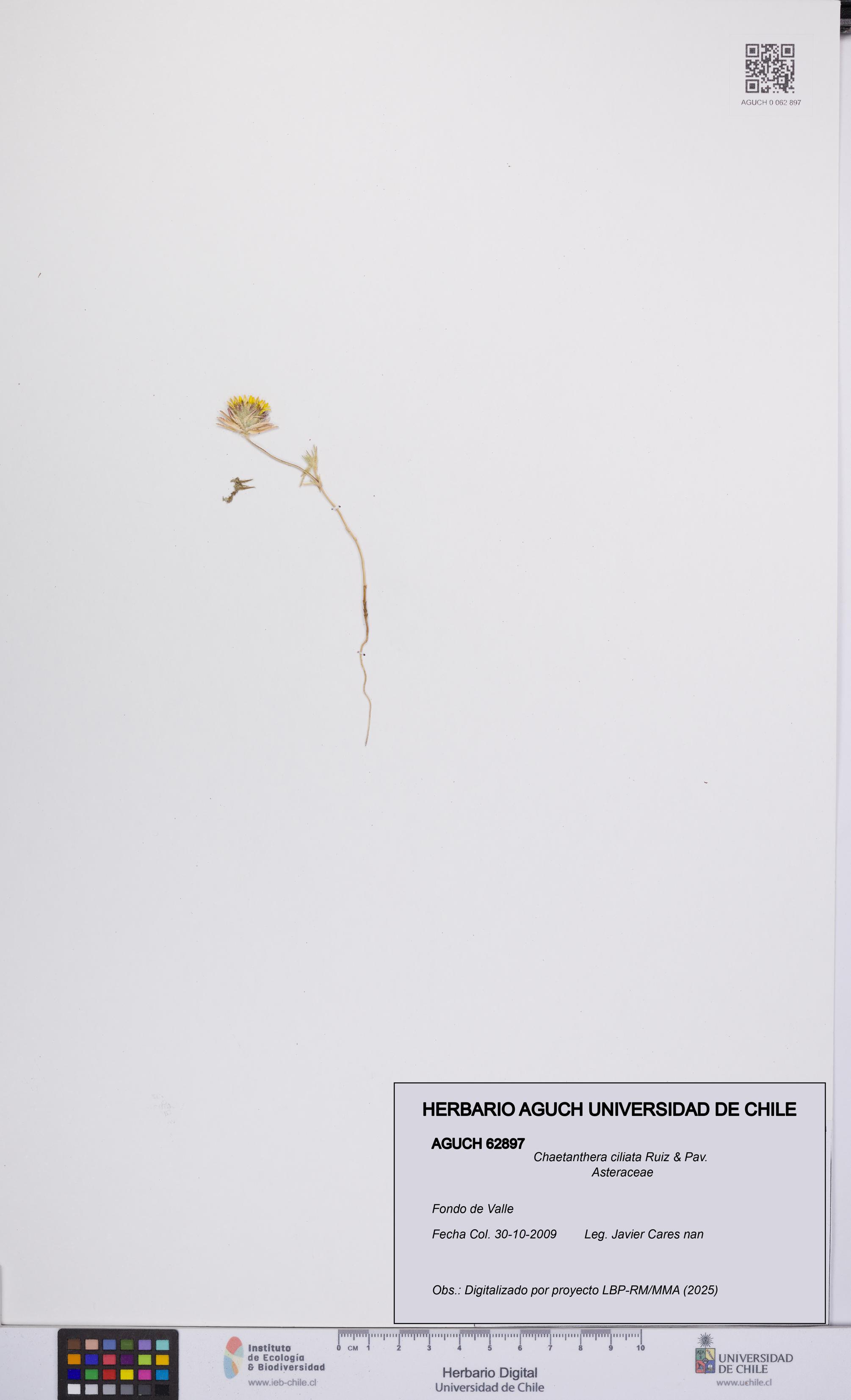 Chaetanthera ciliata [Espécimen: UCH:AGUCH:0062897]