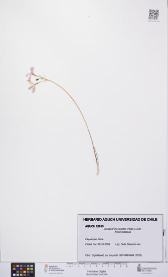 Leucocoryne ixioides [Espécimen: UCH:AGUCH:0062910]