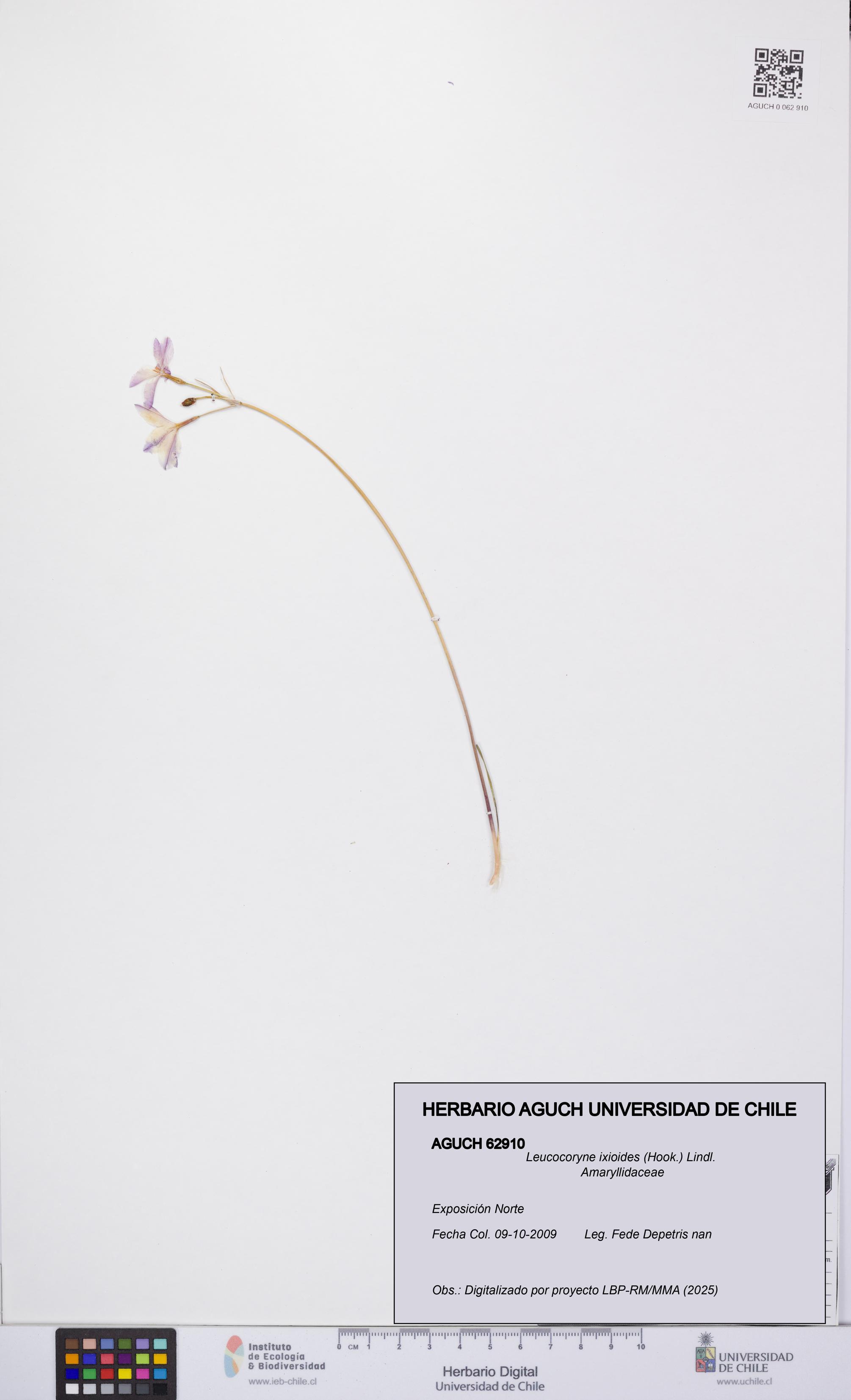 Leucocoryne ixioides [Espécimen: UCH:AGUCH:0062910]