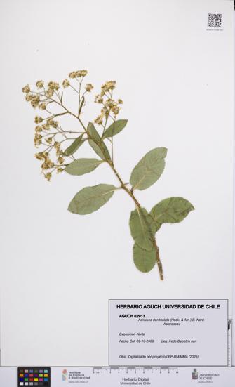 Acrisione denticulata [Espécimen: UCH:AGUCH:0062913]