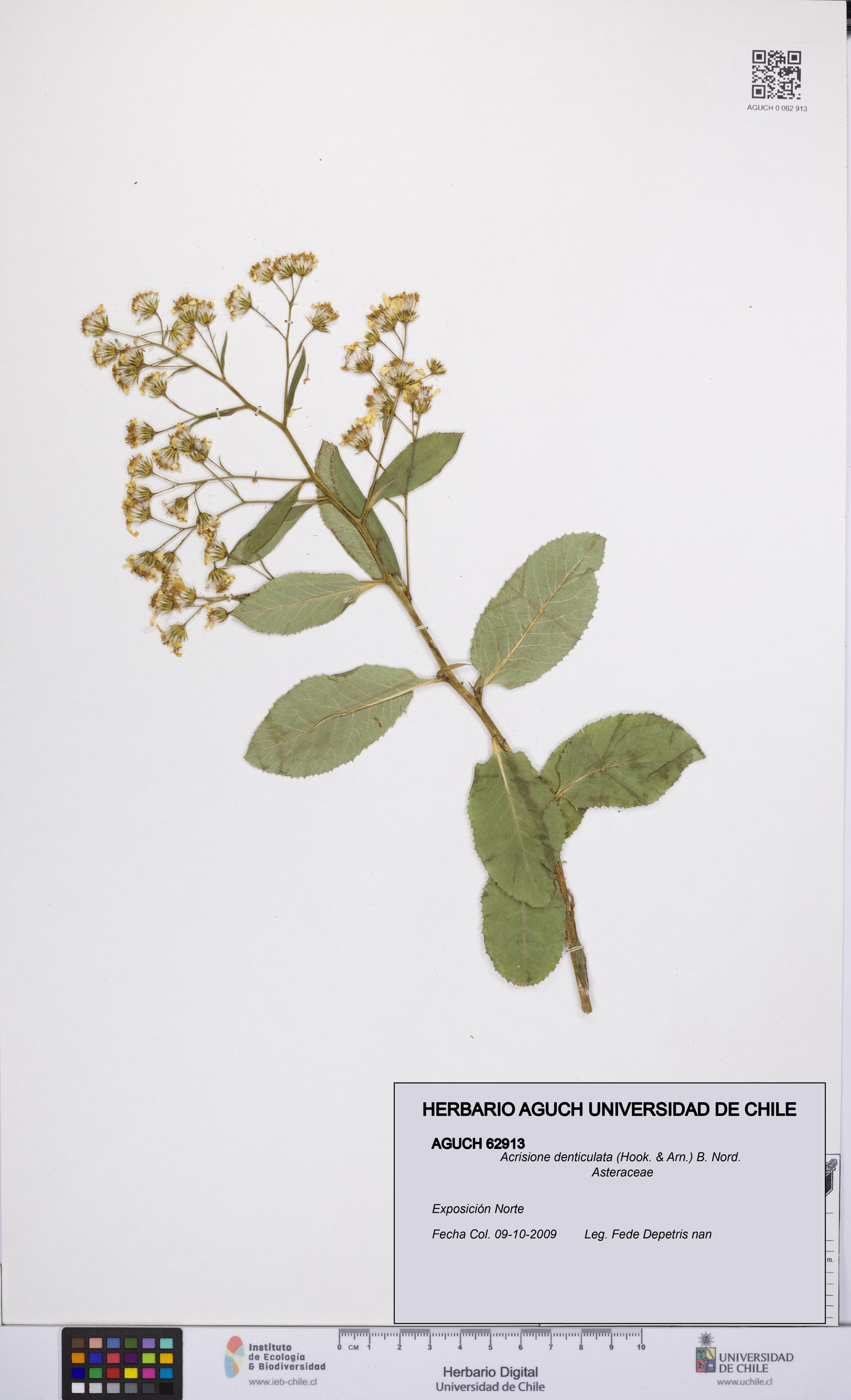 Acrisione denticulata [Espécimen: UCH:AGUCH:0062913]