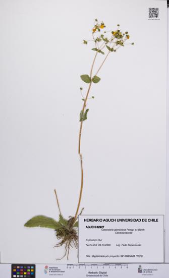 Calceolaria glandulosa [Espécimen: UCH:AGUCH:0062927]