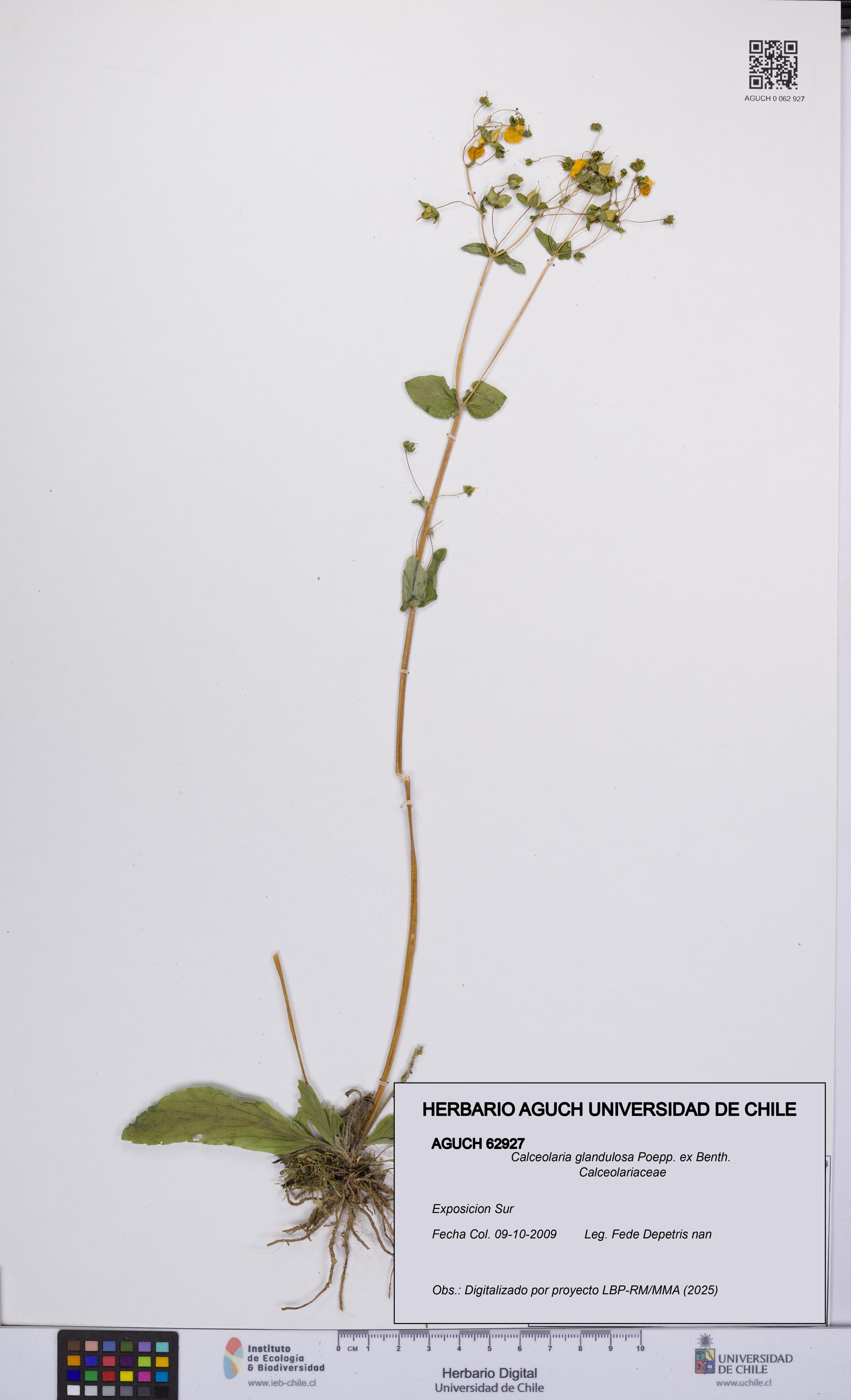 Calceolaria glandulosa [Espécimen: UCH:AGUCH:0062927]