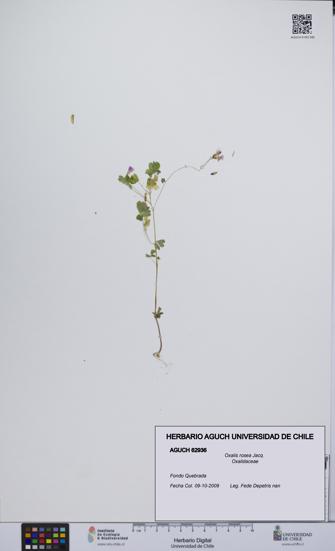 Oxalis rosea [Espécimen: UCH:AGUCH:0062936]