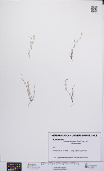 Pectocarya linearis [Espécimen: UCH:AGUCH:0063042]