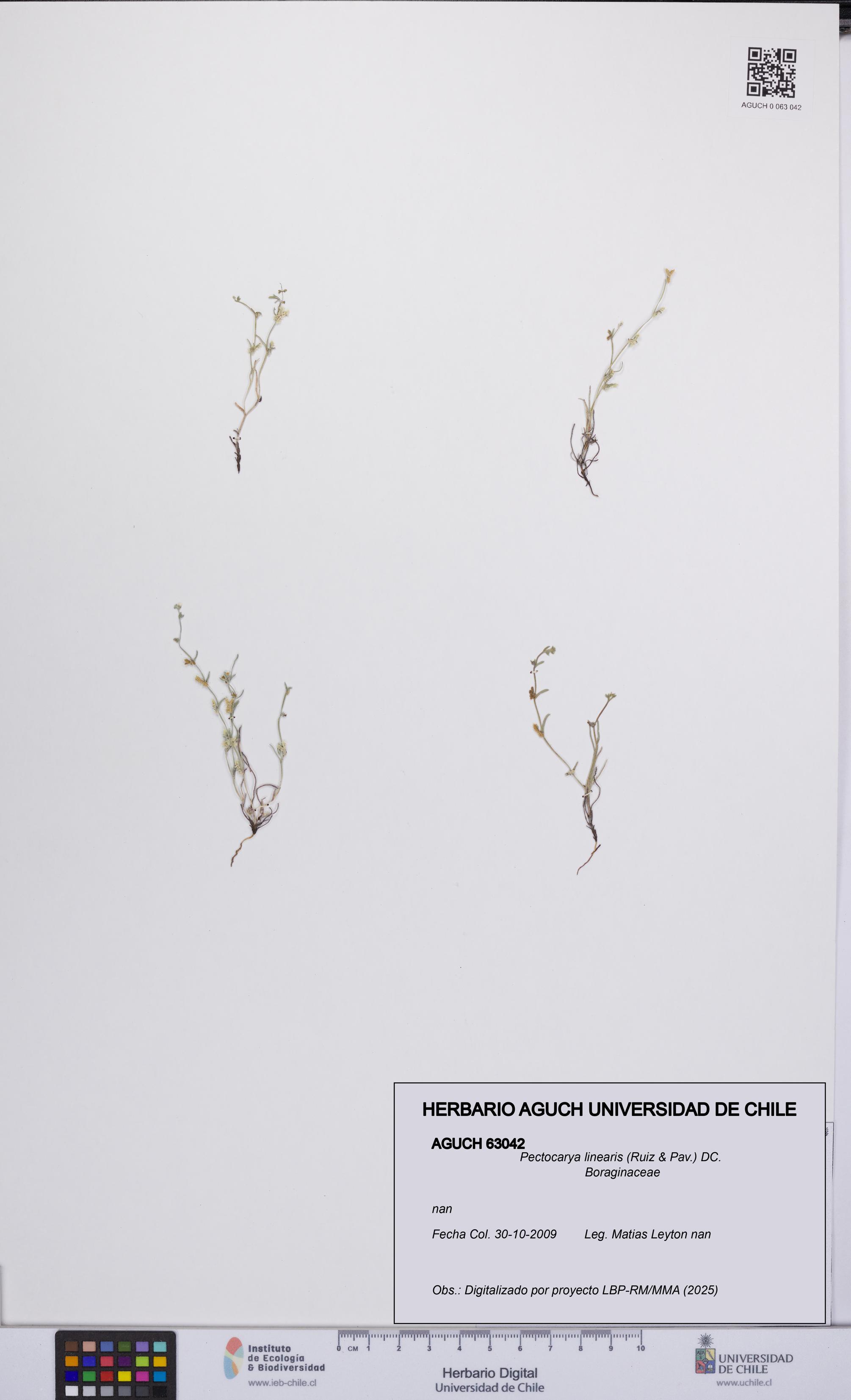 Pectocarya linearis [Espécimen: UCH:AGUCH:0063042]