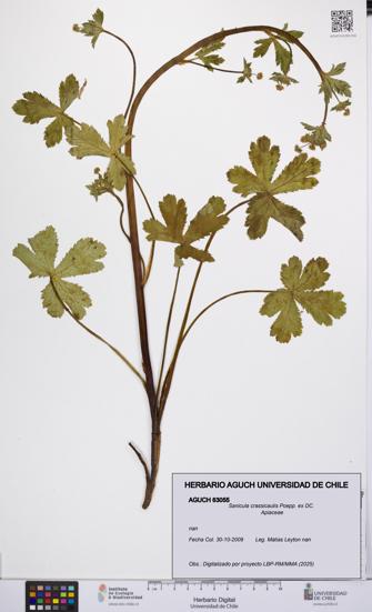 Sanicula crassicaulis [Espécimen: UCH:AGUCH:0063055]