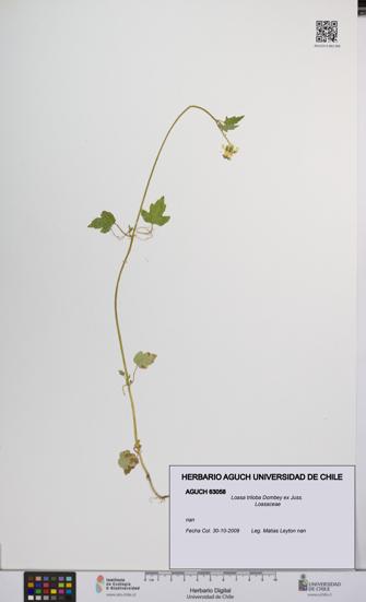 Loasa triloba [Espécimen: UCH:AGUCH:0063058]