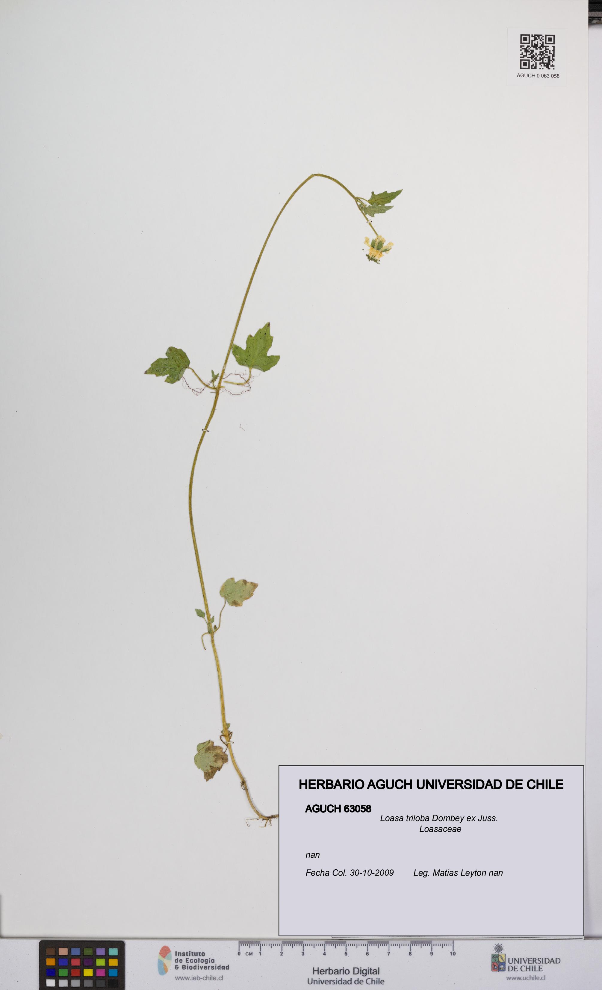 Loasa triloba [Espécimen: UCH:AGUCH:0063058]