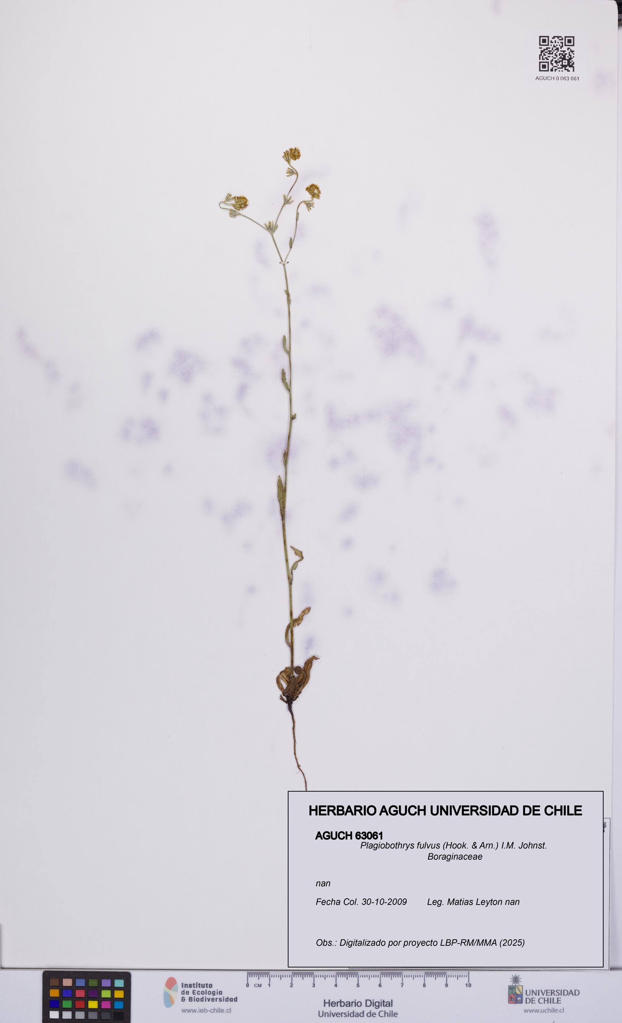 Plagiobothrys fulvus [Espécimen: UCH:AGUCH:0063061]