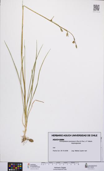 Trichopetalum plumosum [Espécimen: UCH:AGUCH:0063064]