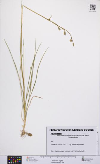 Trichopetalum plumosum [Espécimen: UCH:AGUCH:0063064]