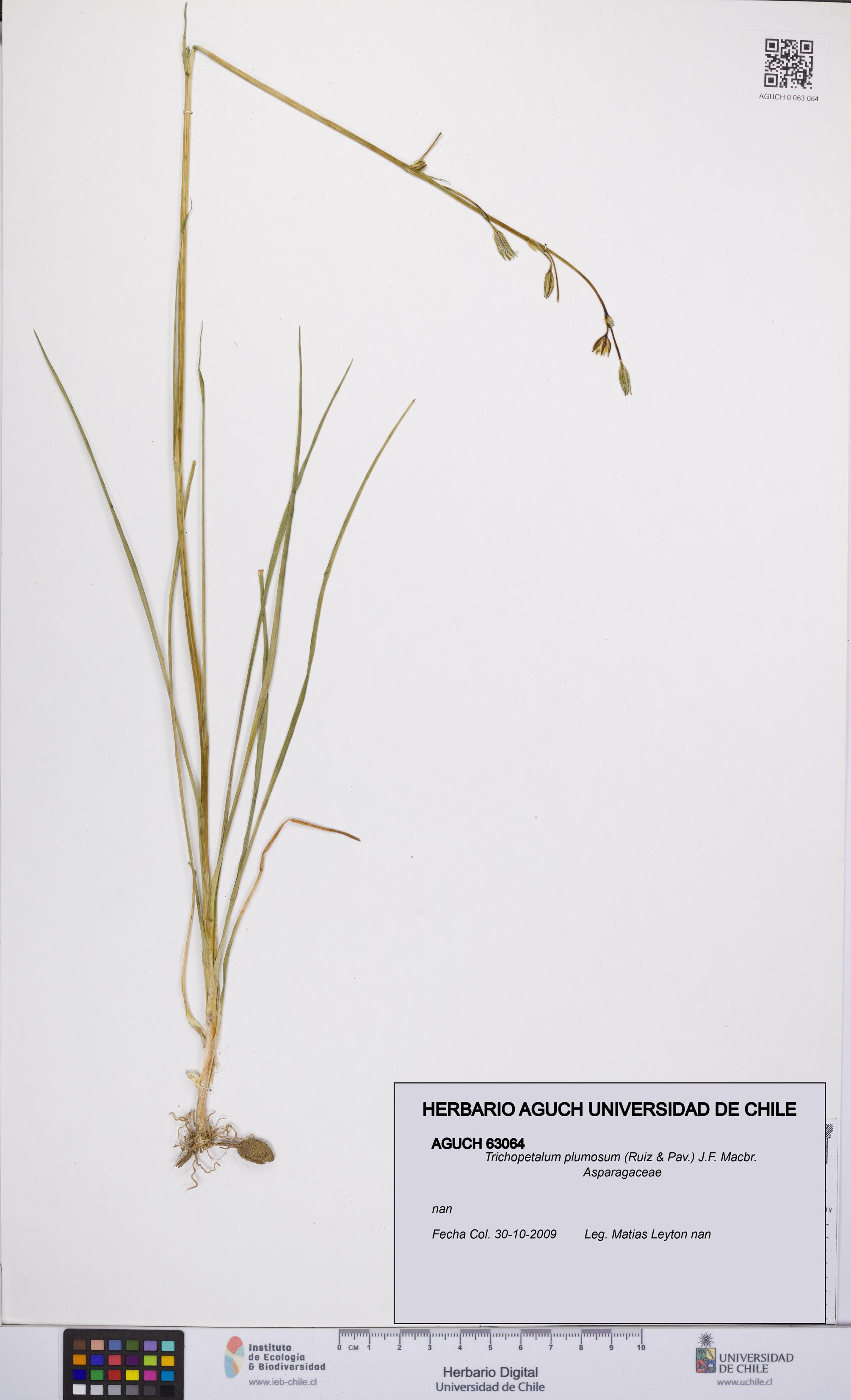 Trichopetalum plumosum [Espécimen: UCH:AGUCH:0063064]