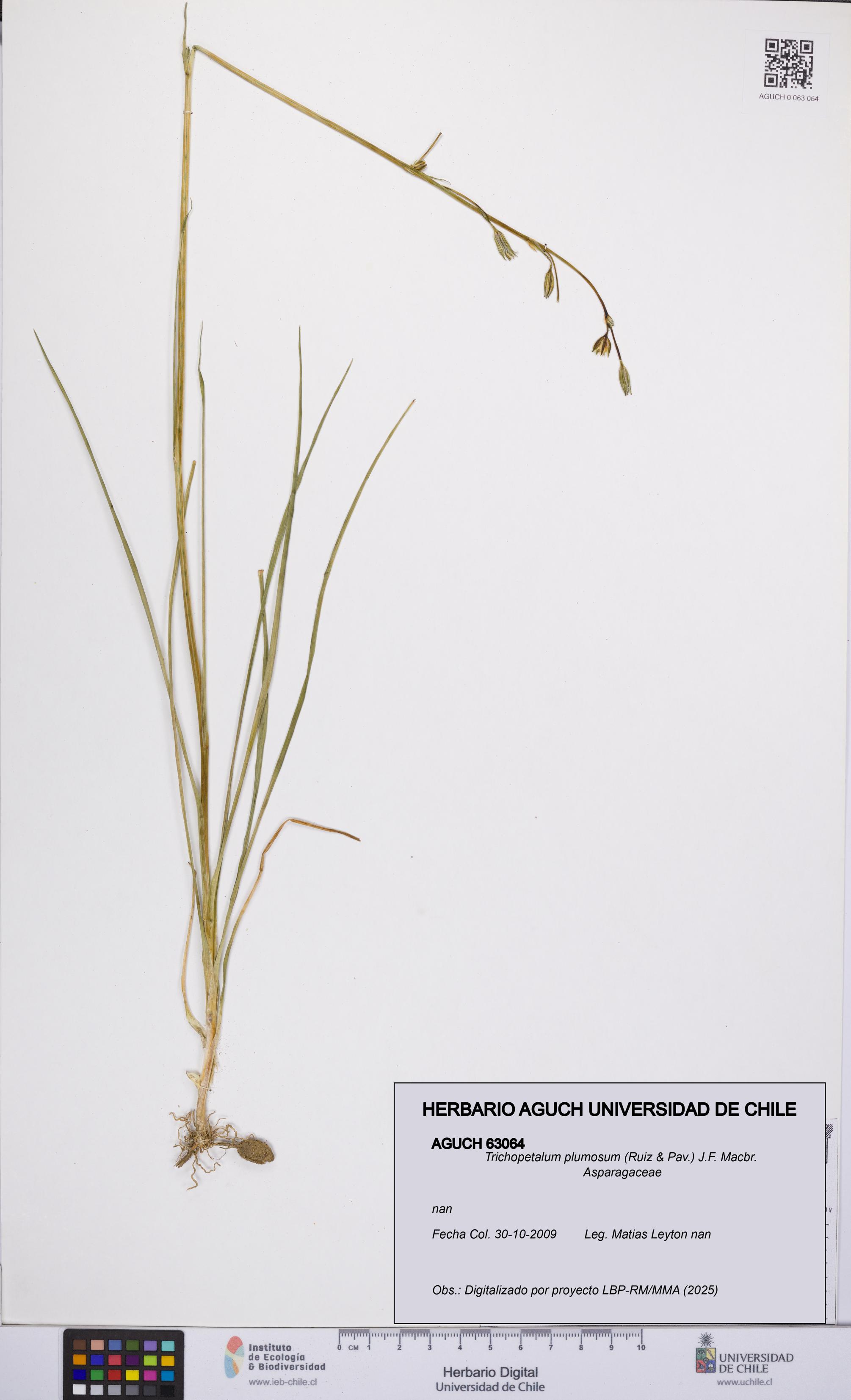 Trichopetalum plumosum [Espécimen: UCH:AGUCH:0063064]