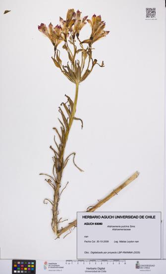 Alstroemeria pulchra [Espécimen: UCH:AGUCH:0063080]