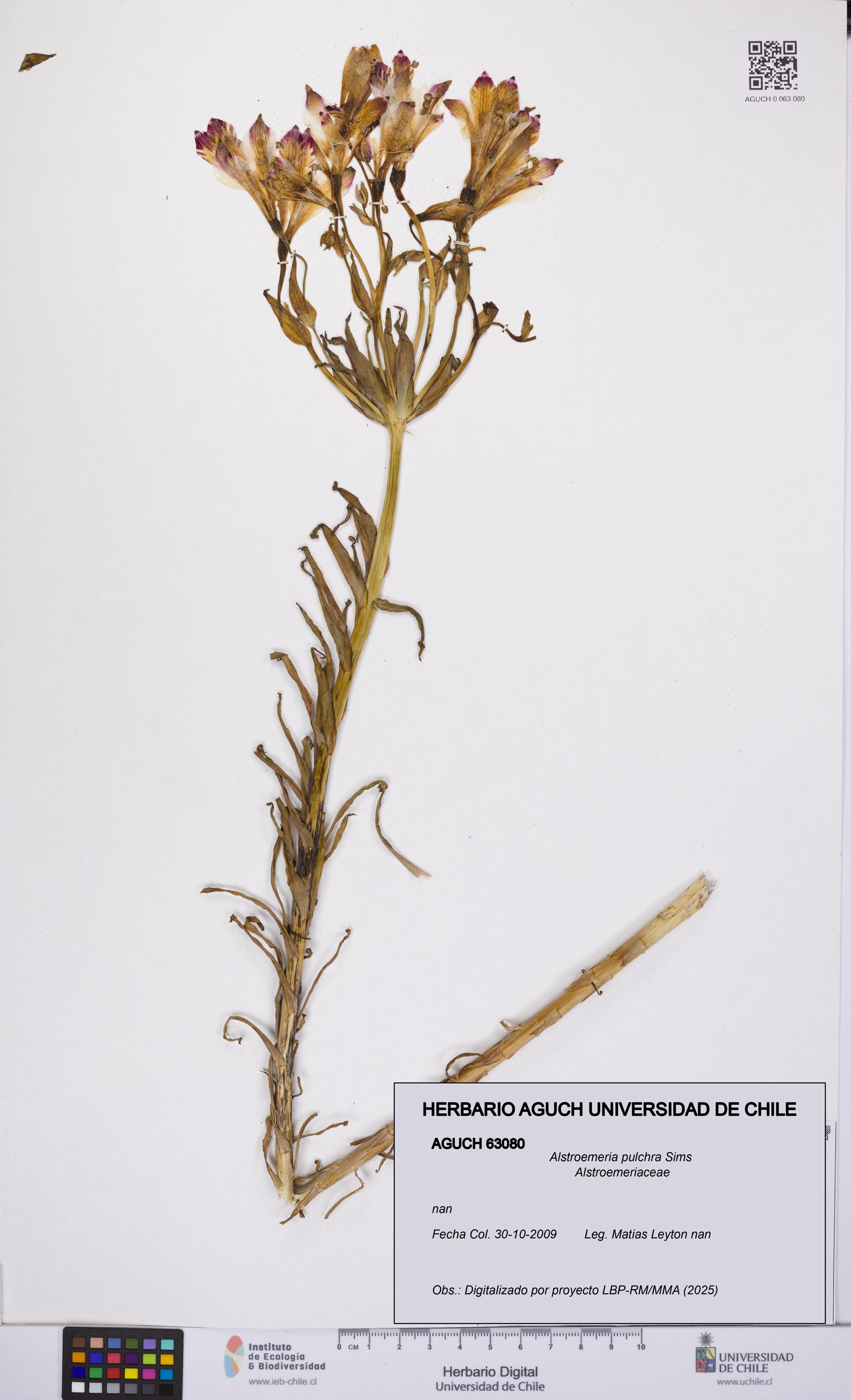 Alstroemeria pulchra [Espécimen: UCH:AGUCH:0063080]