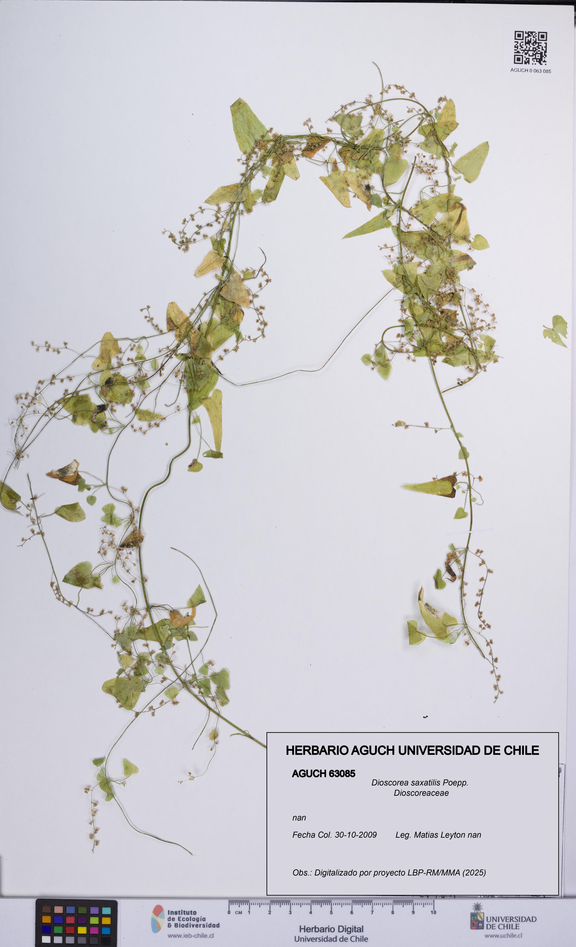 Dioscorea saxatilis [Espécimen: UCH:AGUCH:0063085]