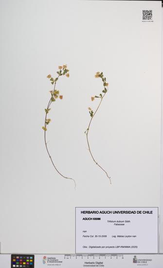 Trifolium dubium [Espécimen: UCH:AGUCH:0063086]