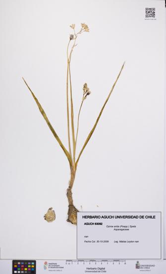 Oziroe arida [Espécimen: UCH:AGUCH:0063092]