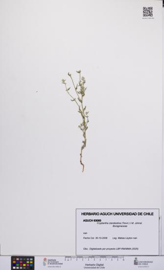 Cryptantha clandestina [Espécimen: UCH:AGUCH:0063093]