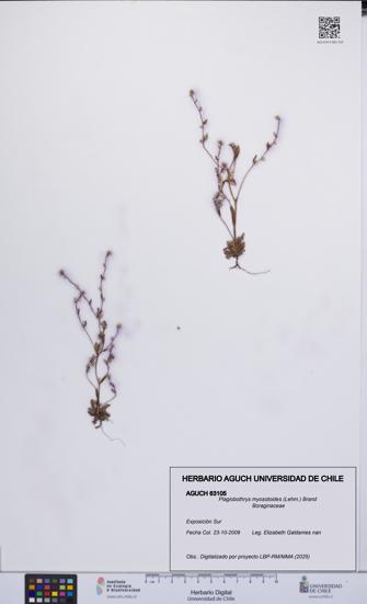 Plagiobothrys myosotoides [Espécimen: UCH:AGUCH:0063105]