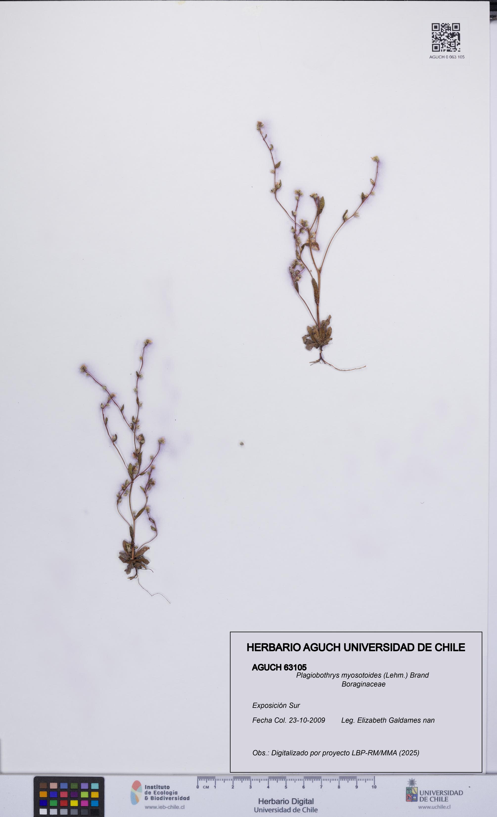 Plagiobothrys myosotoides [Espécimen: UCH:AGUCH:0063105]