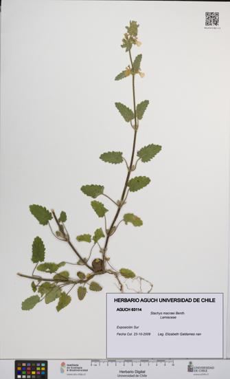 Stachys macraei [Espécimen: UCH:AGUCH:0063114]