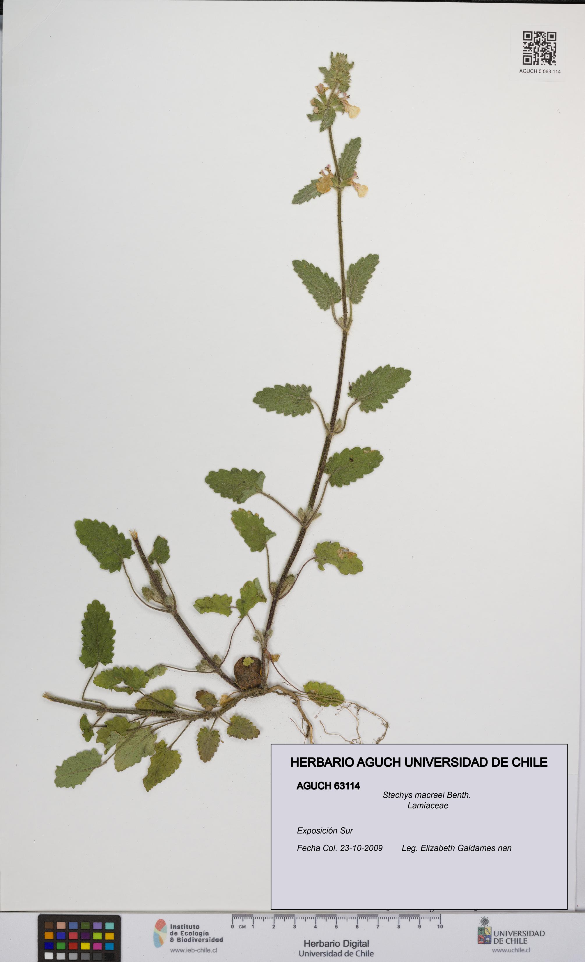 Stachys macraei [Espécimen: UCH:AGUCH:0063114]