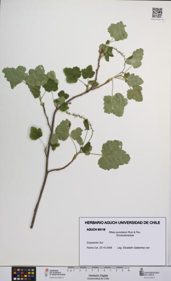 Ribes punctatum [Espécimen: UCH:AGUCH:0063118]