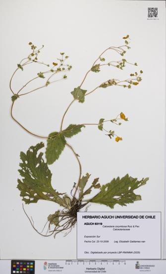 Calceolaria corymbosa [Espécimen: UCH:AGUCH:0063119]