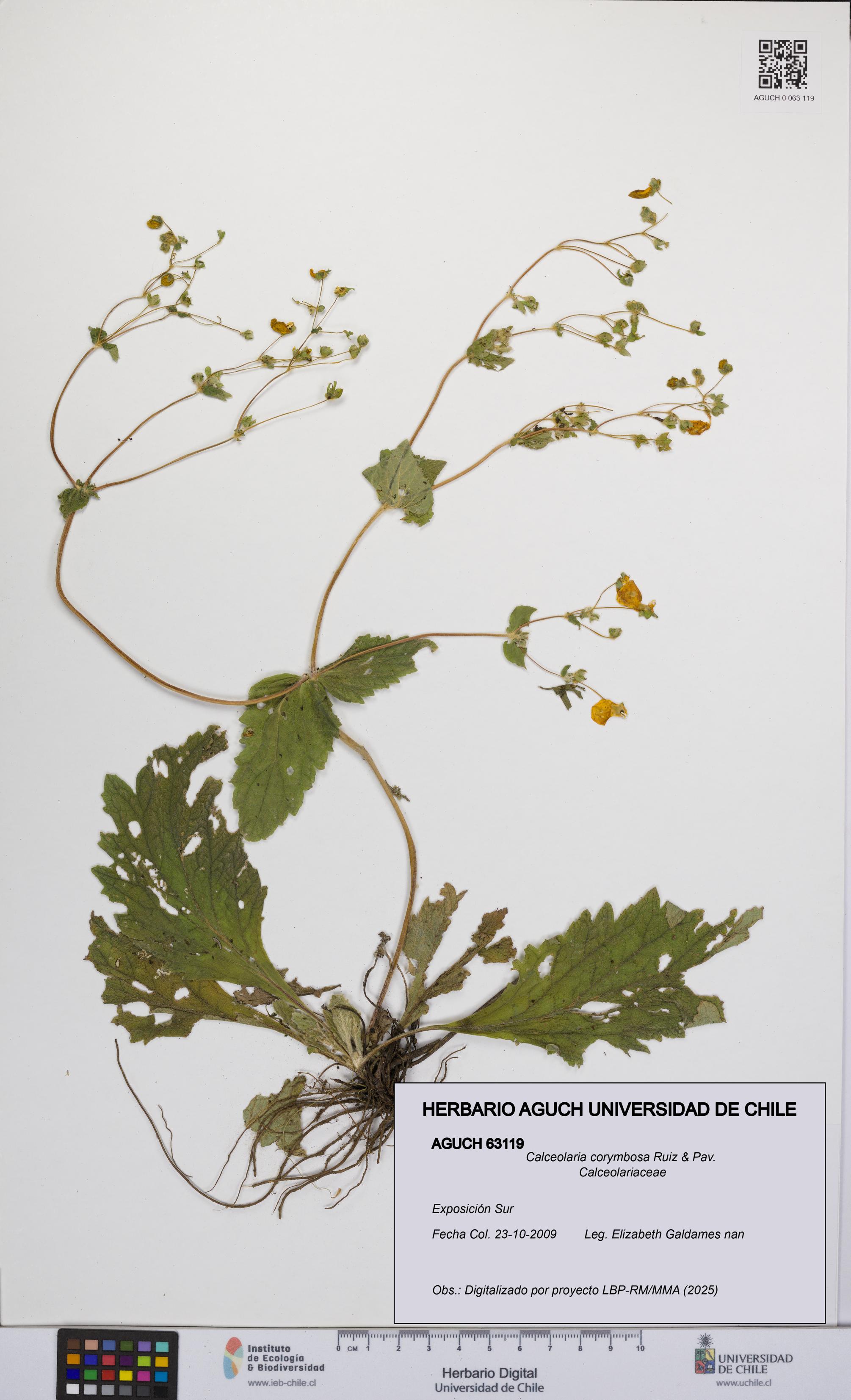 Calceolaria corymbosa [Espécimen: UCH:AGUCH:0063119]