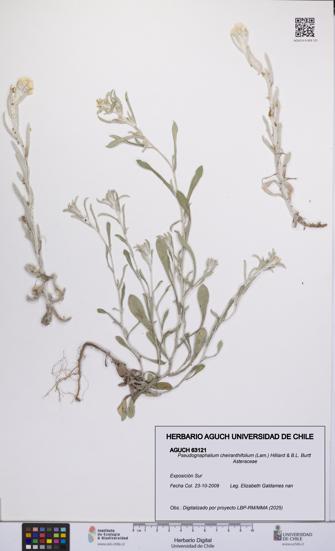 Pseudognaphalium cheiranthifolium [Espécimen: UCH:AGUCH:0063121]