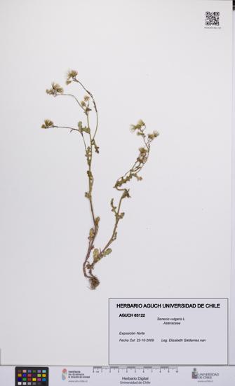 Senecio vulgaris [Espécimen: UCH:AGUCH:0063122]