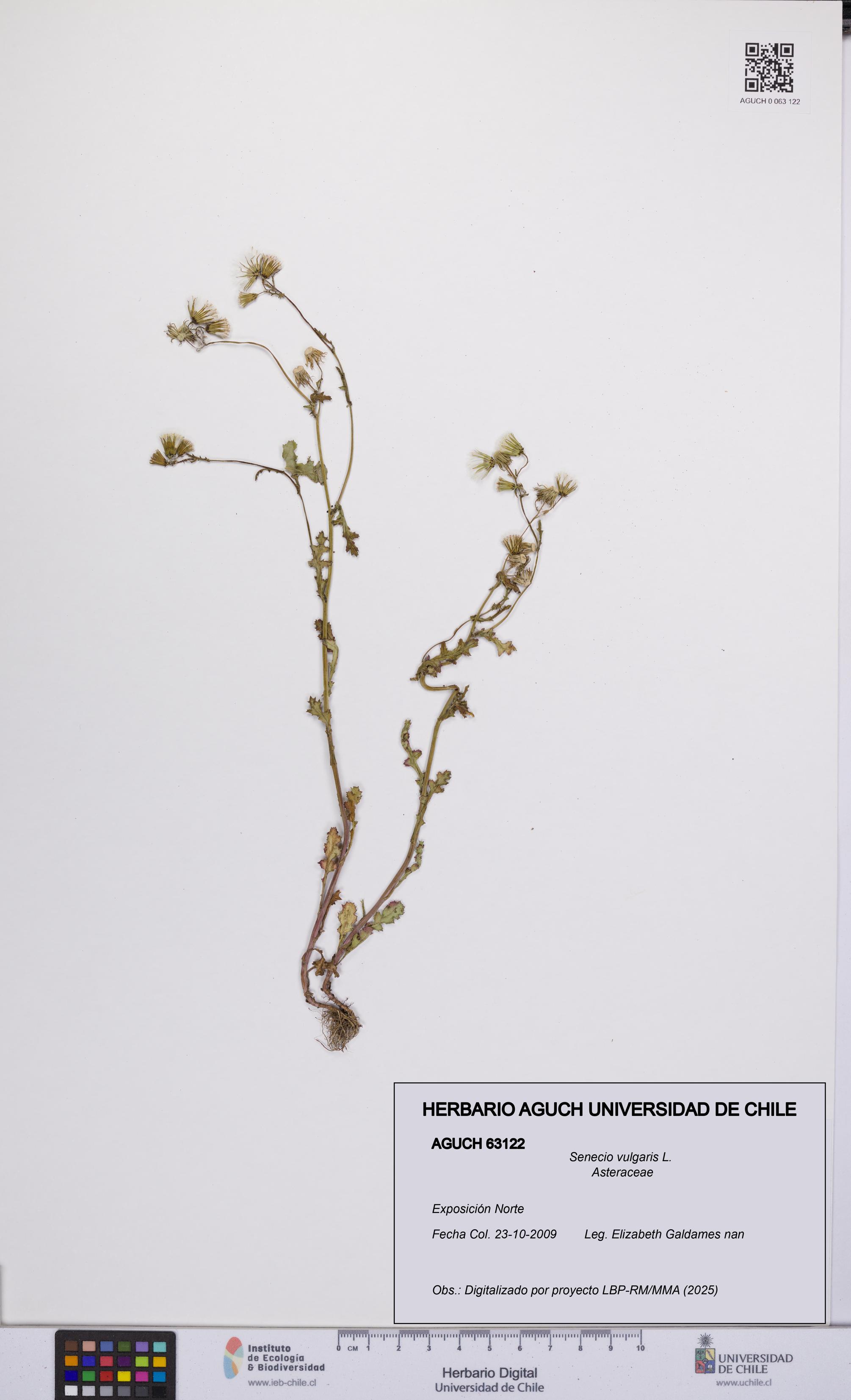 Senecio vulgaris [Espécimen: UCH:AGUCH:0063122]