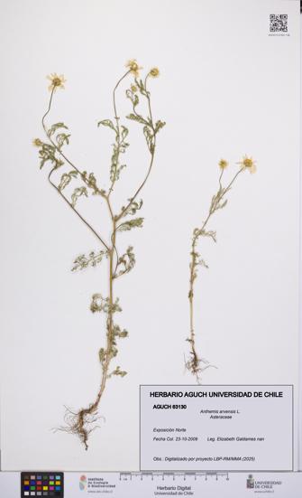 Anthemis arvensis [Espécimen: UCH:AGUCH:0063130]