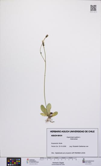 Hypochaeris glabra [Espécimen: UCH:AGUCH:0063131]