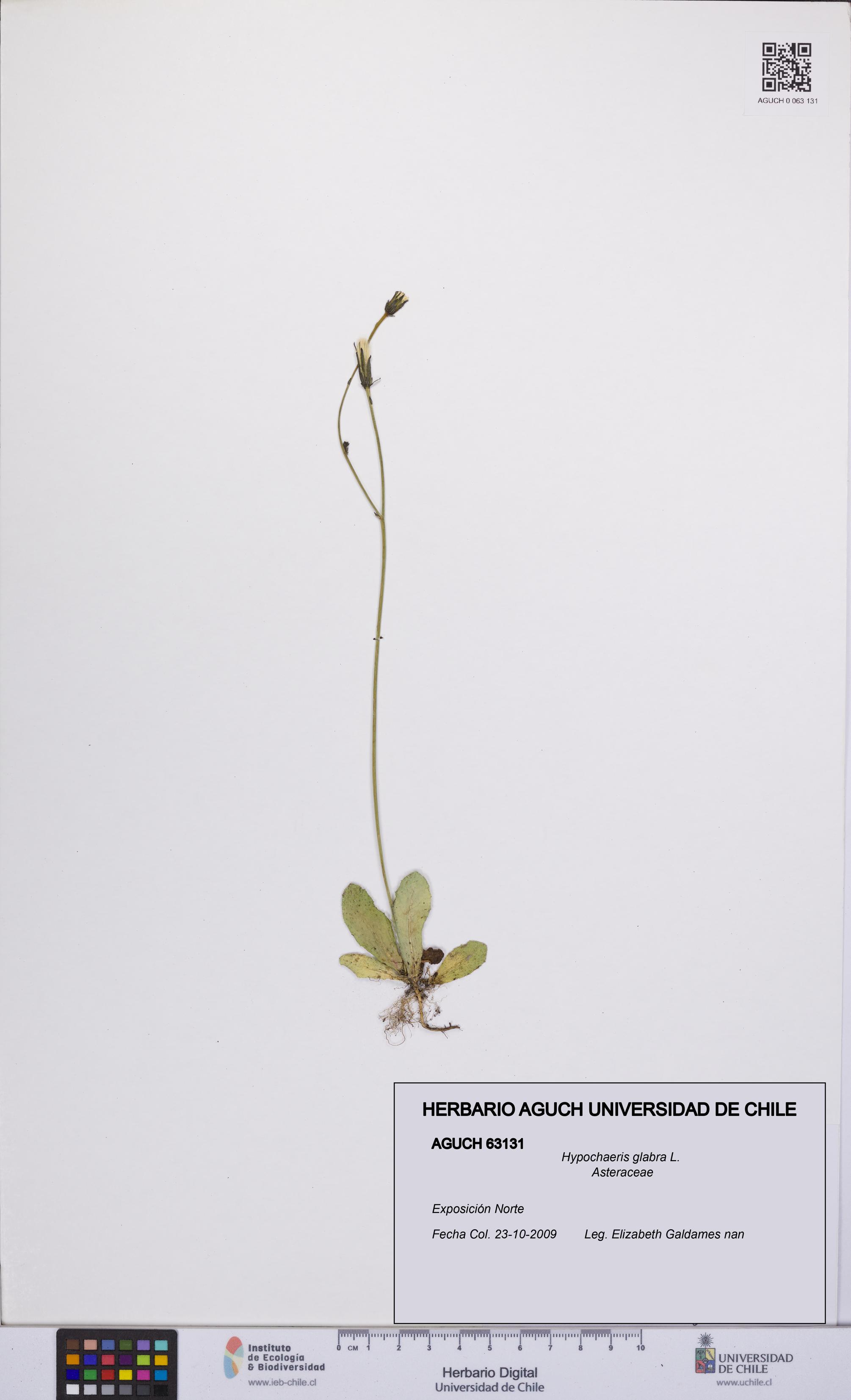 Hypochaeris glabra [Espécimen: UCH:AGUCH:0063131]