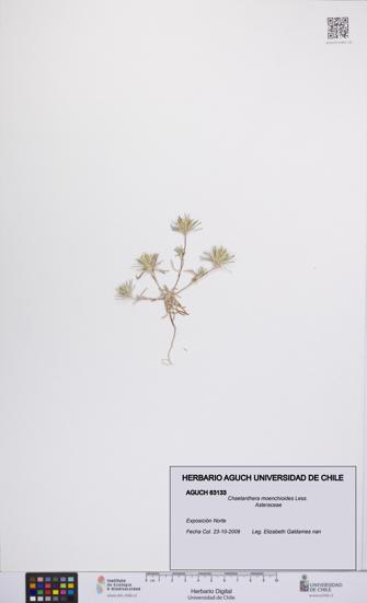 Chaetanthera moenchioides [Espécimen: UCH:AGUCH:0063133]