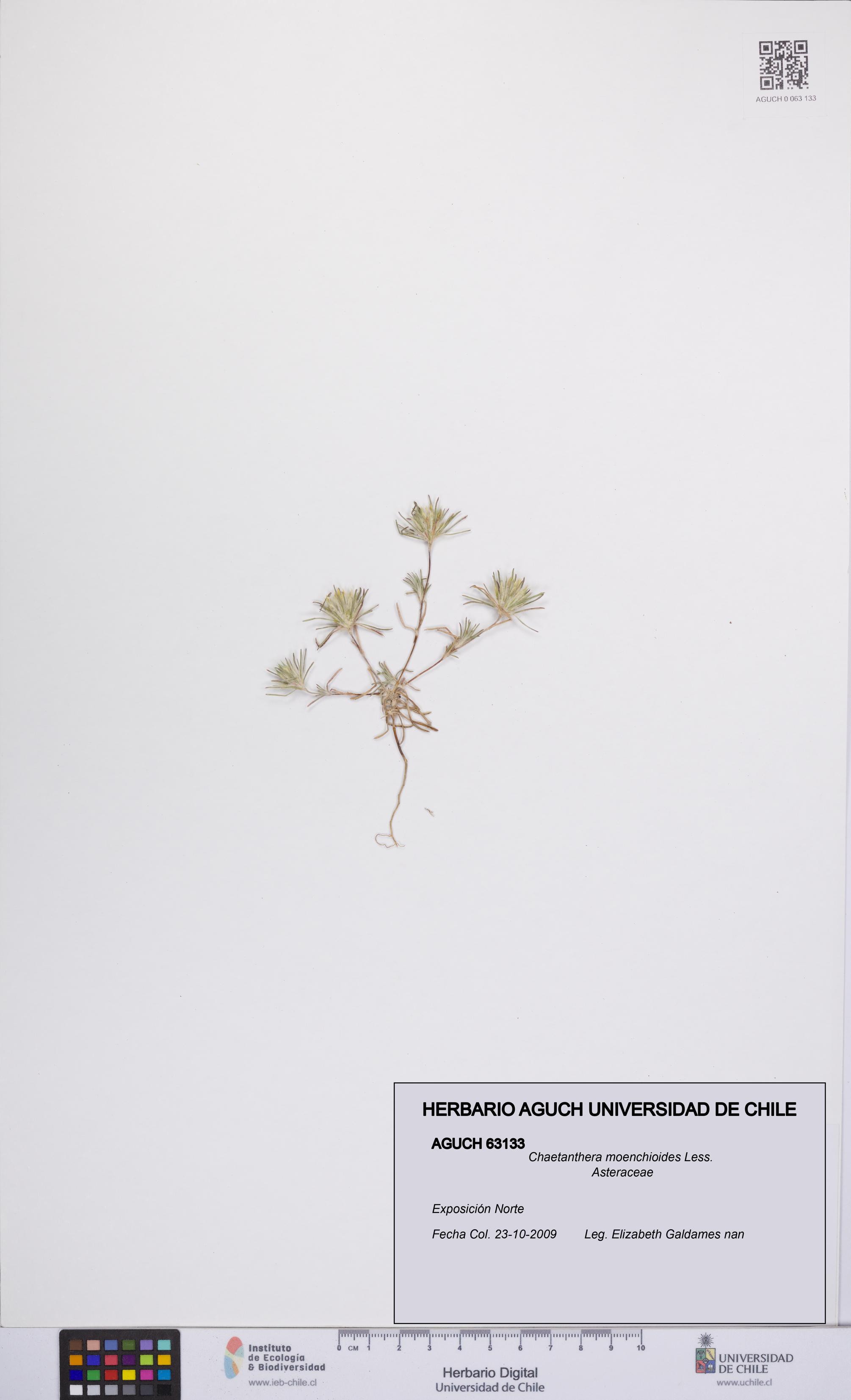 Chaetanthera moenchioides [Espécimen: UCH:AGUCH:0063133]