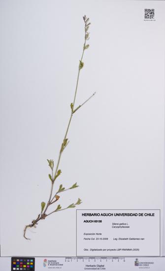 Silene gallica [Espécimen: UCH:AGUCH:0063135]
