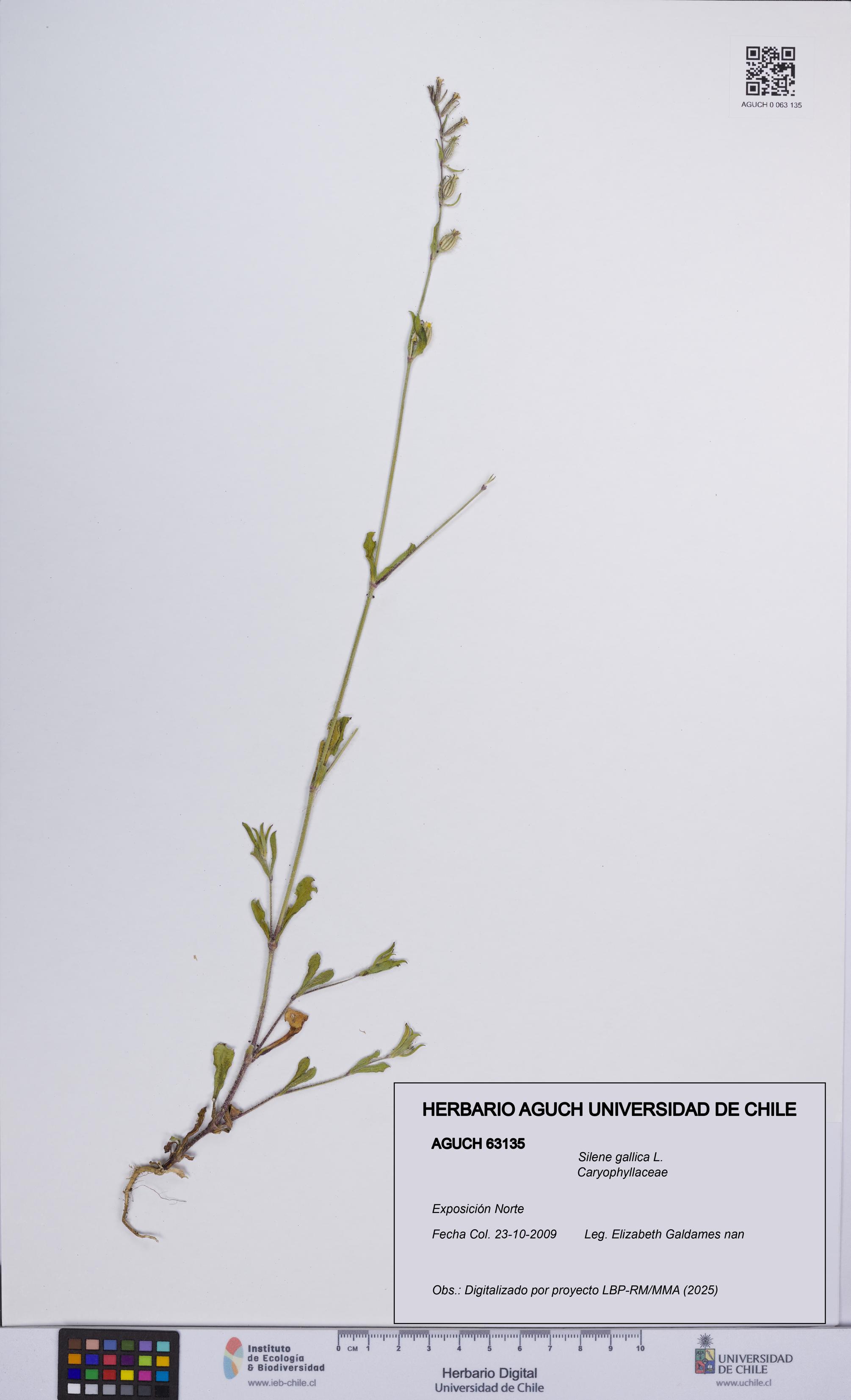 Silene gallica [Espécimen: UCH:AGUCH:0063135]