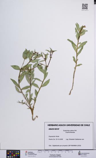 Euphorbia collina [Espécimen: UCH:AGUCH:0063137]