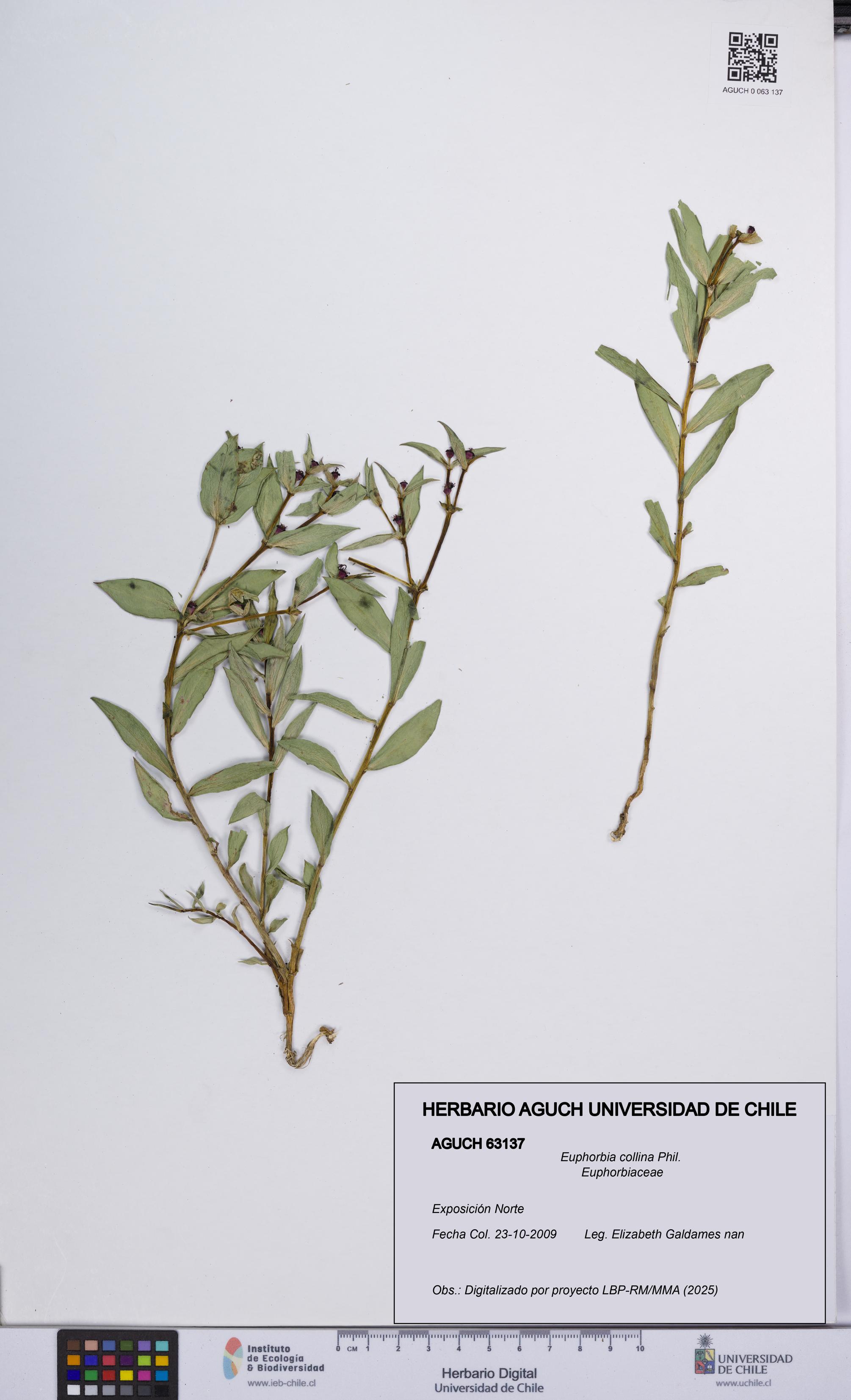Euphorbia collina [Espécimen: UCH:AGUCH:0063137]