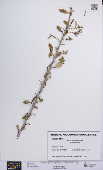 Escallonia rosea [Espécimen: UCH:AGUCH:0063154]