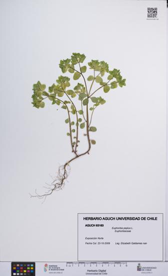 Euphorbia peplus [Espécimen: UCH:AGUCH:0063163]