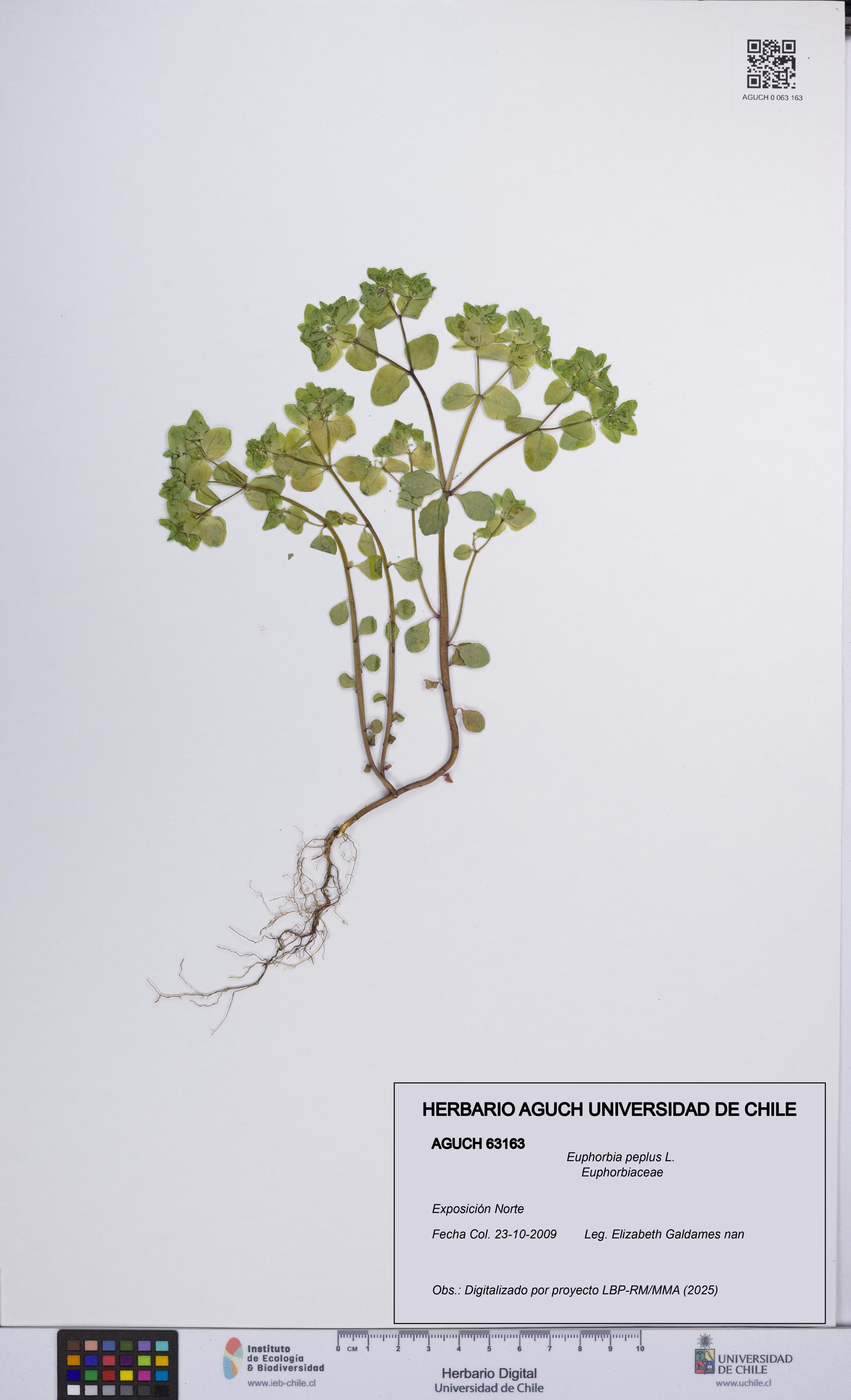 Euphorbia peplus [Espécimen: UCH:AGUCH:0063163]