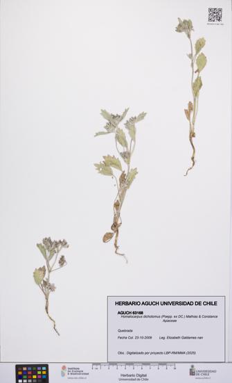 Homalocarpus dichotomus [Espécimen: UCH:AGUCH:0063168]