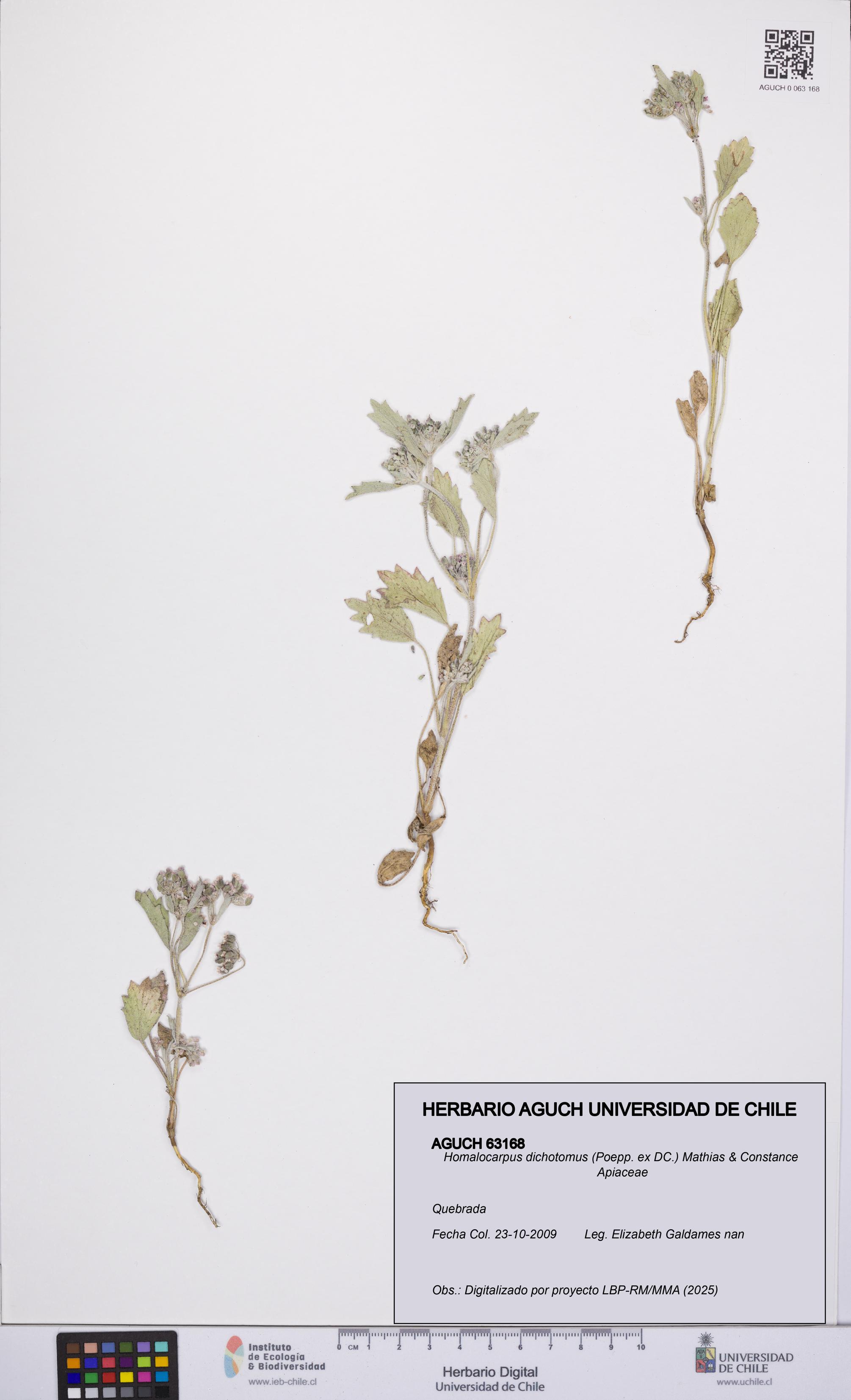 Homalocarpus dichotomus [Espécimen: UCH:AGUCH:0063168]